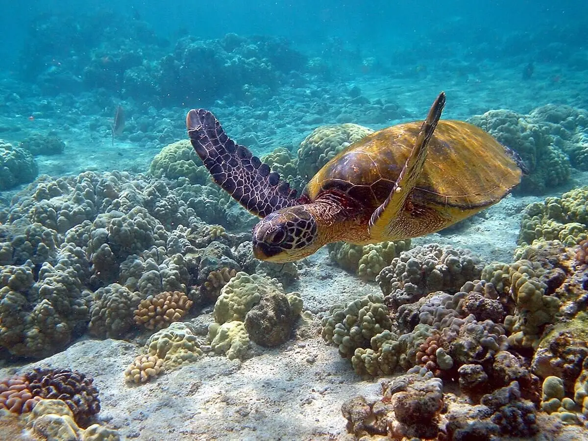 sea turtle in a coral reef